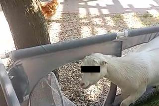 Saszka i Hubert w areszcie