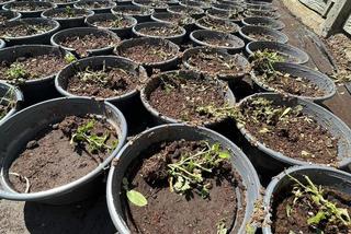 Gradobicie w Waleńczowie doszczętnie zniszczyło szklarnie