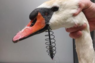 Śmierć w żyłce. Warszawskie ptaki giną przez śmieci wędkarzy.