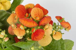 Pantofelnik (Calceolaria)