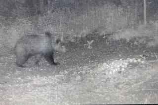 Niedźwiedź brunatny grasuje pod Tarnowem. Fotopułapka zrobiła mu zdjęcia