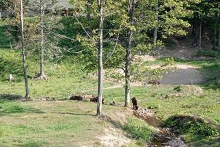 Zagroda Żubrów w Mucznem 