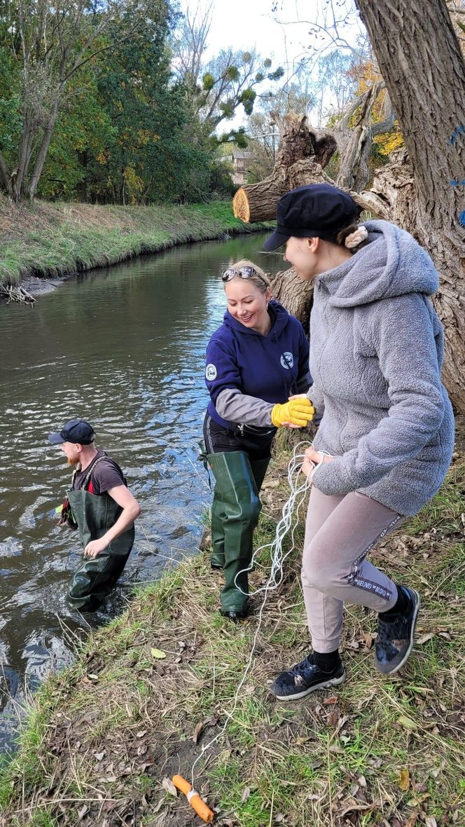 Nutrie w Rybniku są już odławiane