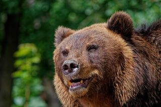 Przełom w sprawie odstrzału niedźwiedzi w Bieszczadach. Nie będzie odstrzału ani przeprowadzki do TPN 