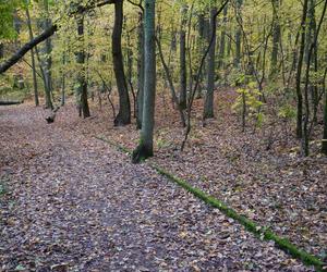 Rezerwat przyrody Żurawiniec w Poznaniu zachwyca o każdej porze roku. Złota, polska jesień już tam zawitała