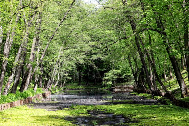 Park Tysiąclecia w Toruniu wygląda coraz piękniej! Zobacz efekty prac na lewobrzeżu