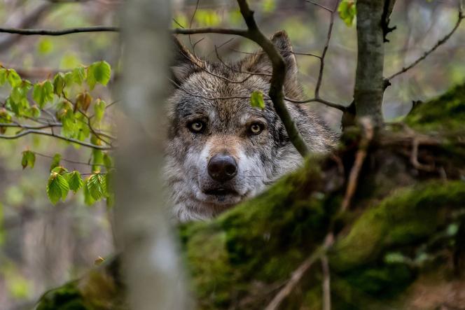  Atak wilków na ludzi w Brzozowie. Pracowała specjalna komisja. Zauważono wilki!