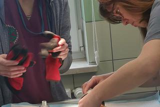 Wielka operacja mikropacjenta