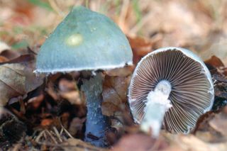 Ten bajkowy grzyb występuje w polskich lasach. Jest jadalny, ale Polacy omijają go szerokim łukiem