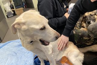 Instynkt kazał jej bardzo dużo pić, żeby obniżyć poziom cukru. Właściciel zabrał jej wodę, żeby się nie moczyła