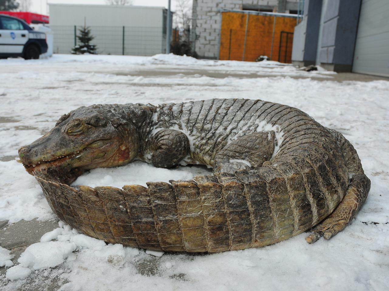 Ktoś udusił krokodyla