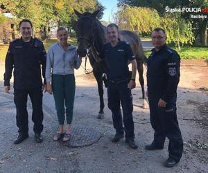 Policjanci wyciągnęli konia z Odry. Nie mógł się wydostać. Brawurowa akcja!