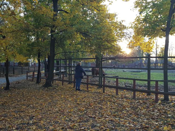 Park 1000-lecia w Lesznie na chwilę przed zachodem słońca