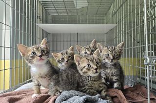 Tylko w jeden weekend trafiło tutaj prawie 30 zwierząt. Niechlubny rekord we Wrocławiu 