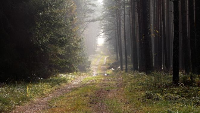 To największy kompleks leśny na Mazurach. Co krok pojawiają się malownicze jeziora