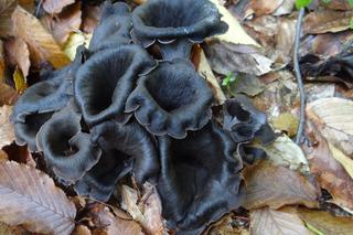 Lejkowiec dęty, trąbka umarłych