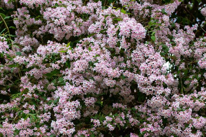 Kolkwicja chińska - Kolkwitzia amabilis