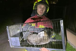 Nie każdy bohater nosi pelerynę. Strażacy z Będzina uratowali kota, który utknął w odpływie rzeki