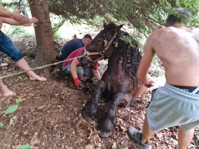 Nietypowe interwencje służb. Strażacy-ochotnicy uratowali stado koni, a strażnicy miejscy sarenki