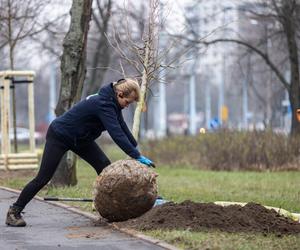 Sadzenie drzew w Gdańsku