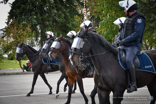 Policyjne konie zdały egzamin!