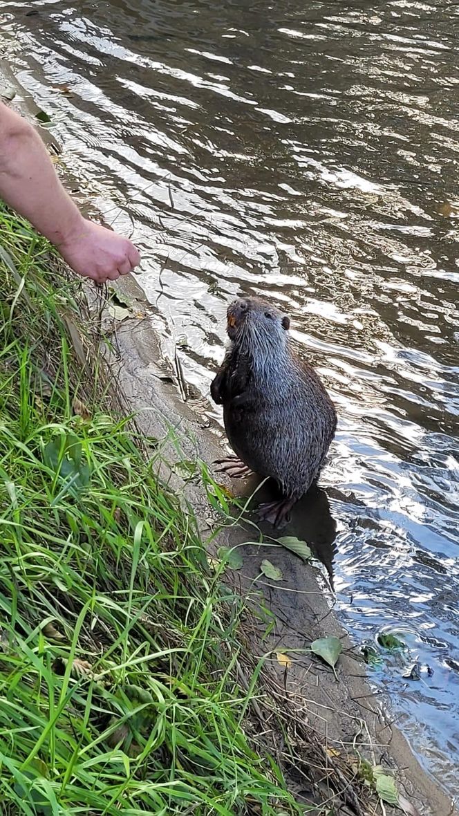 Nutrie w Rybniku są już odławiane