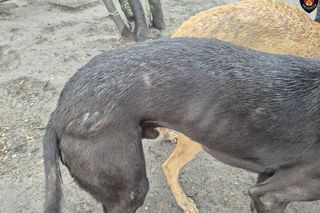 Dramat w Pruszkowie. Przetrzymywał zwierzęta w skandalicznych warunkach. Właściciel próbował się ich pozbyć