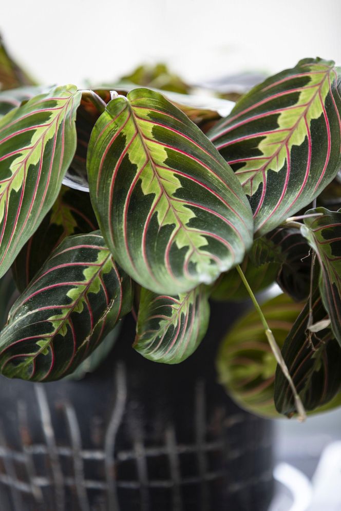 Maranta