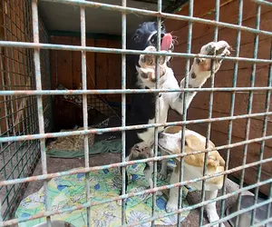 Nie kupuj - adoptuj psiaka! Te czworonogi czekają na swój dom w schronisku w Niedźwiedziu 