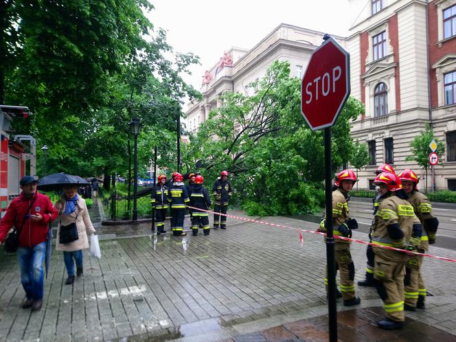 Kraków: O krok od tragedii na Basztowej. Potężne drzewo runęło na ulicę i torowisko