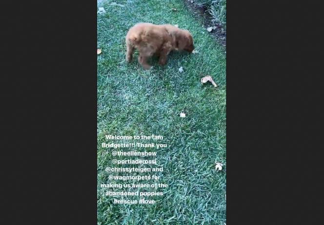 Kris Jenner adoptowała psa
