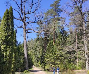 Arboretum w Kopnej Górze. Puszcza w pigułce