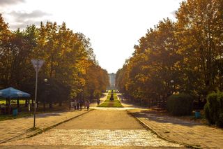 Park Śląski stawia na zieleń. Powstanie tam arboretum