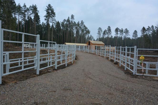 Kopna Góra. Na Podlasiu powstaje zagroda pokazowa żubrów