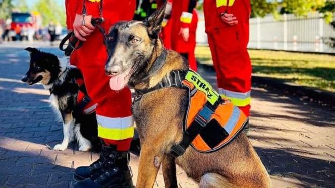 Dafne, bohaterka na czterech łapach. Bolesna diagnoza i trudna walka o zdrowie