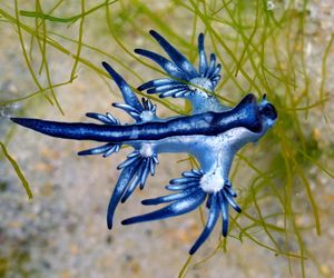 Małe, piękne, niebezpieczne. Jadowite smoki zamknęły hiszpańskie plaże, mogą zabić dziecko