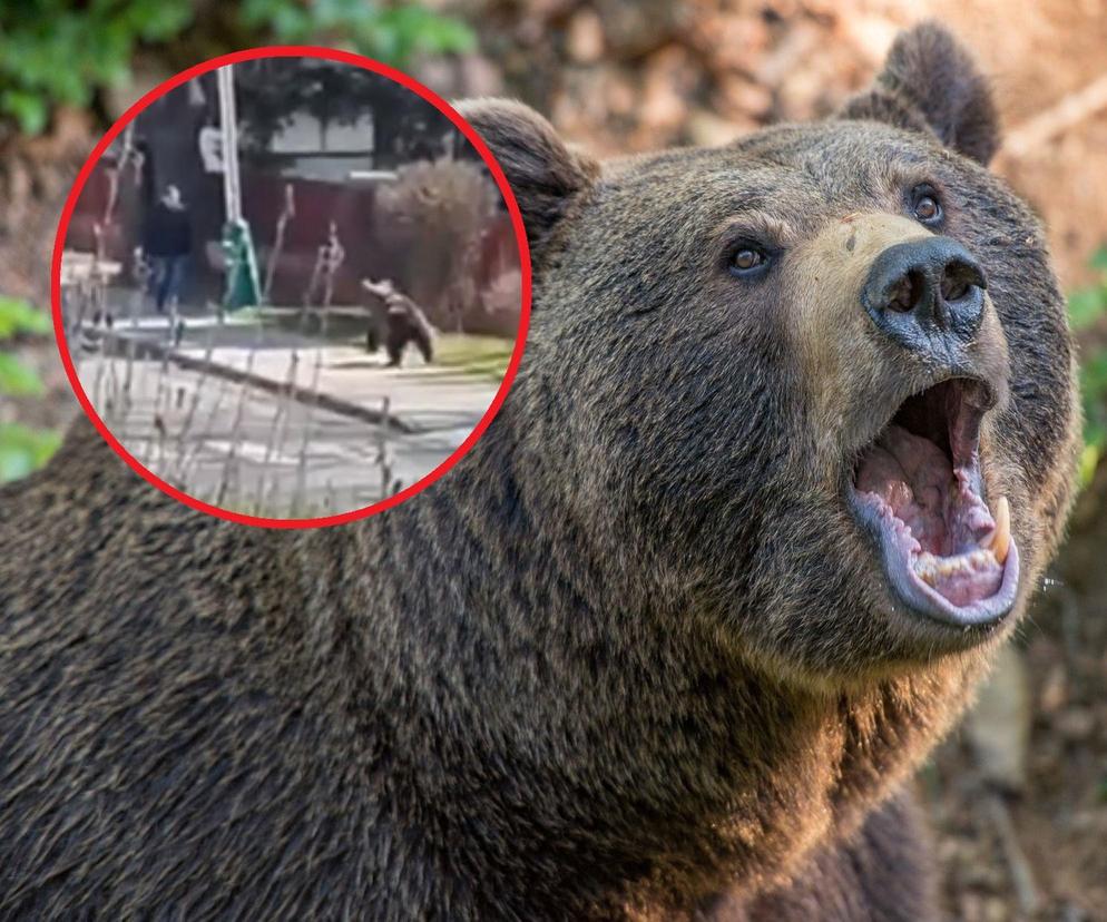 Ataki niedźwiedzi na Słowacji