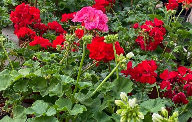 Pelargonia rabatowa