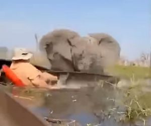 Horror na wakacjach. Zaatakowały ich słonie, wpadli do rzeki pełnej krokodyli