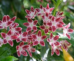 Kalmia
