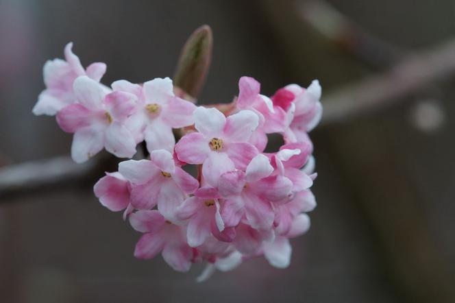 Kalina wonna - Viburnum fragrans = V. farreri