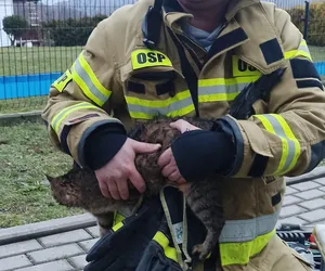 Strażacy z OSP w Międzybrodziu Żywieckim uratowali małego kotka. Zwierzak utknął w studzience kanalizacyjnej