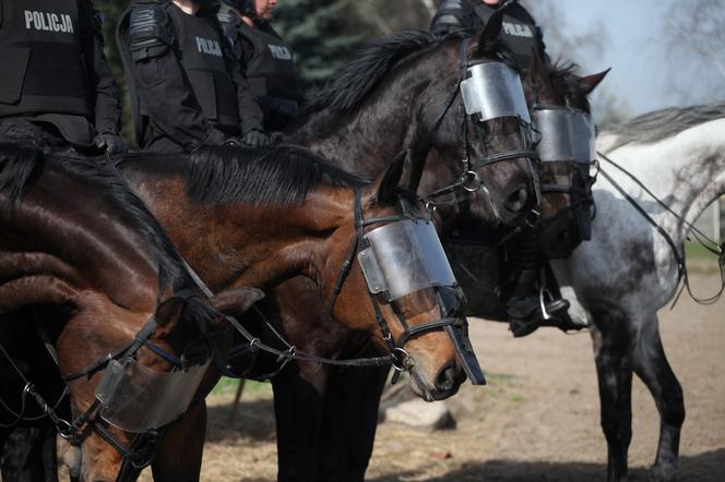 Poznań: Policja konna przeszła egzaminy i otrzymała atest [ZDJĘCIA]