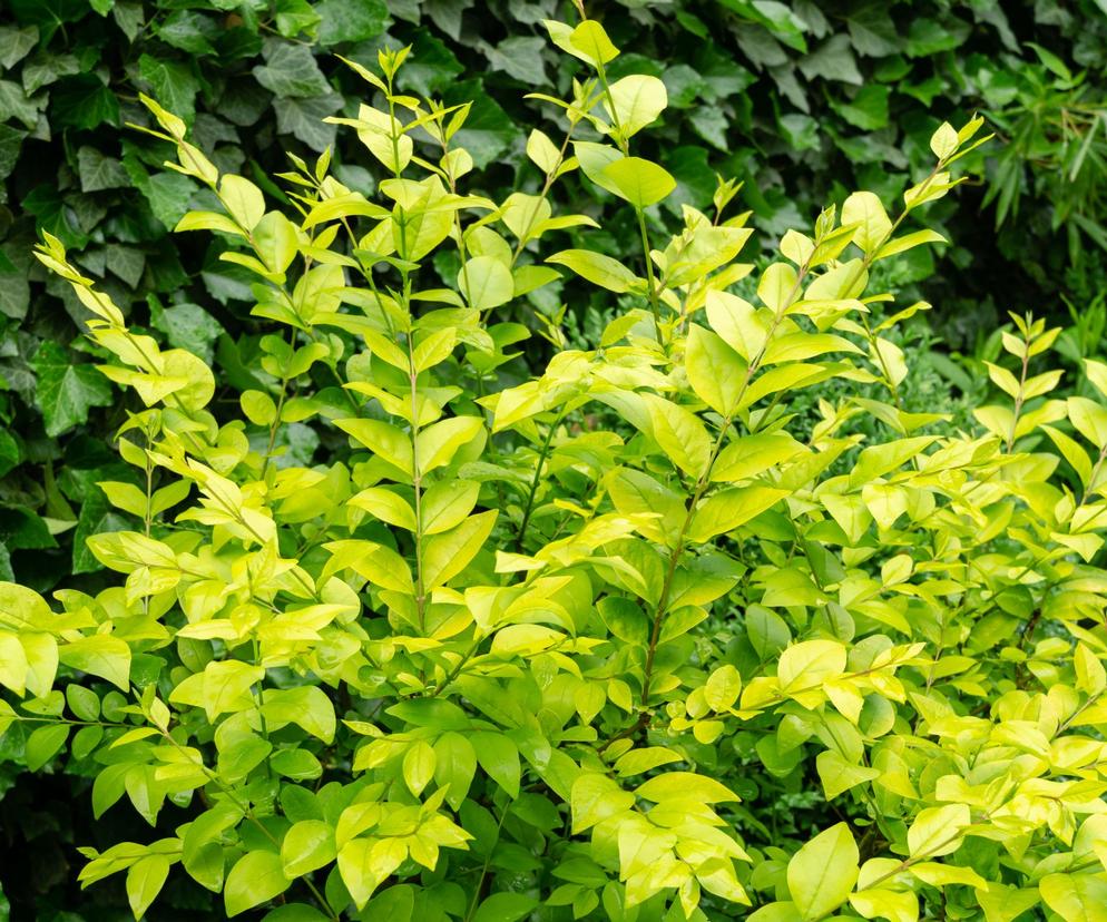 Ligustr 'Vicaryi' 
