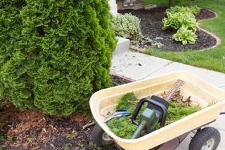Przycinanie iglaków - kiedy i jak przycinać iglaki rosnące w ogrodzie?