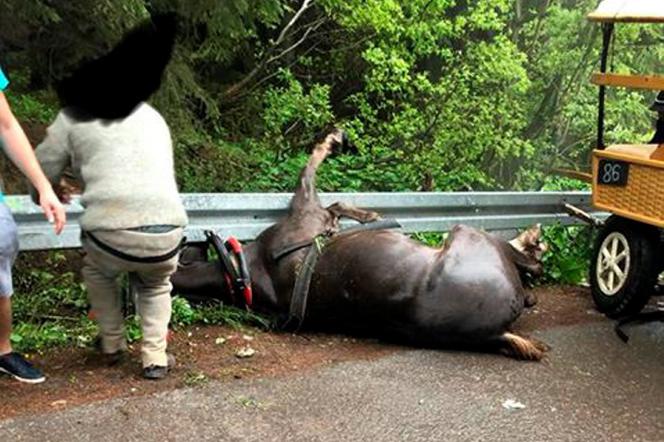 Wypadek konia na trasie do Morskiego Oka