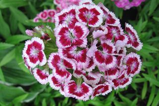 Goździk brodaty - Dianthus barbatus