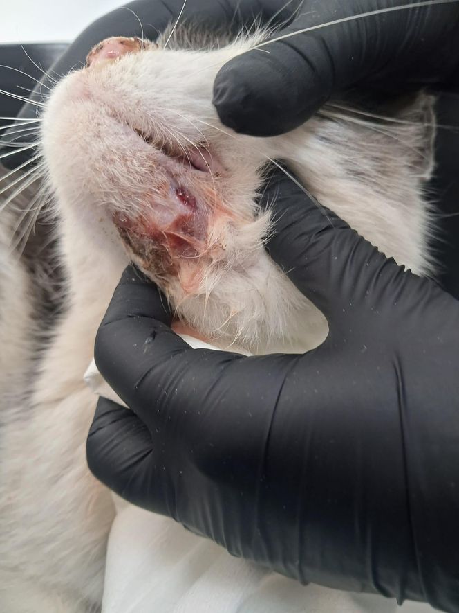 Pet Patrol Rybnik uratował kota z ulicy, a jego "właścicielka" jest oburzona