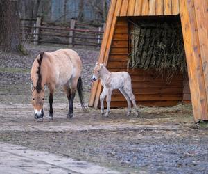 Klaczka konia Przewalskiego z matką Pimą w warszawskim ZOO