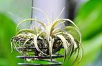 Oplątwa Tillandsia ionantha